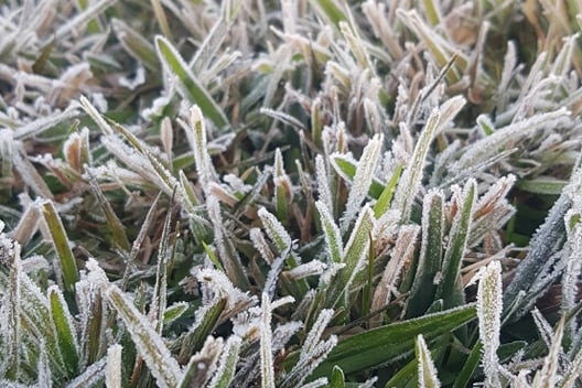 Frosty grass.