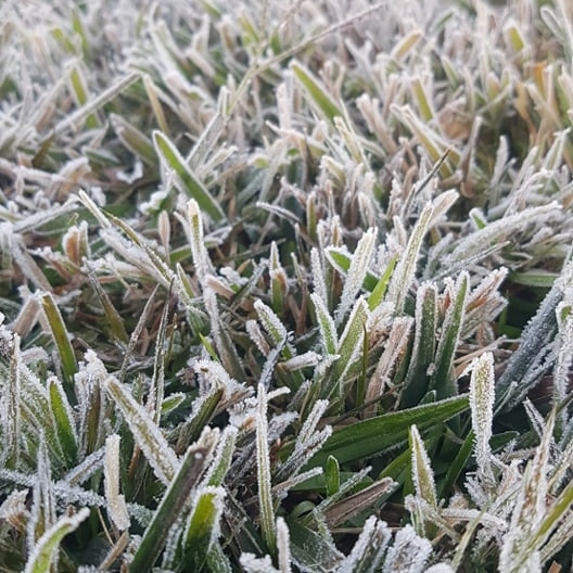 Frosty grass.