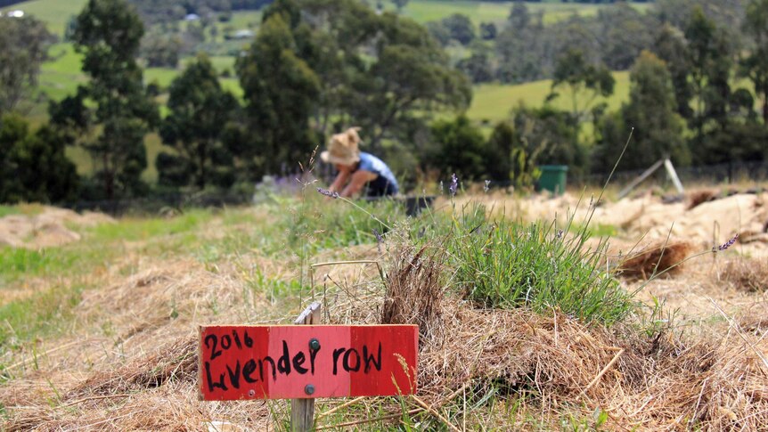 A red sign that says 2016 lavender row with a growing lavender behind it