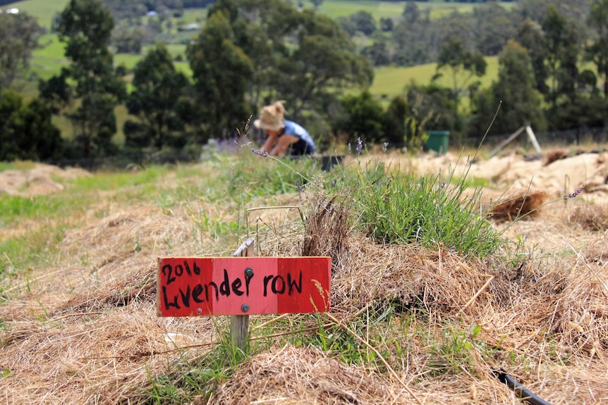 A red sign that says 2016 lavender row with a growing lavender behind it