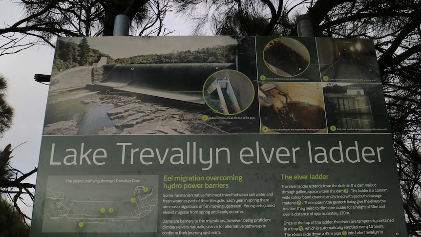 a sign displays how baby eel move up a ladder over a dam wall