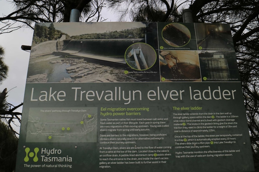 a sign displays how baby eel move up a ladder over a dam wall