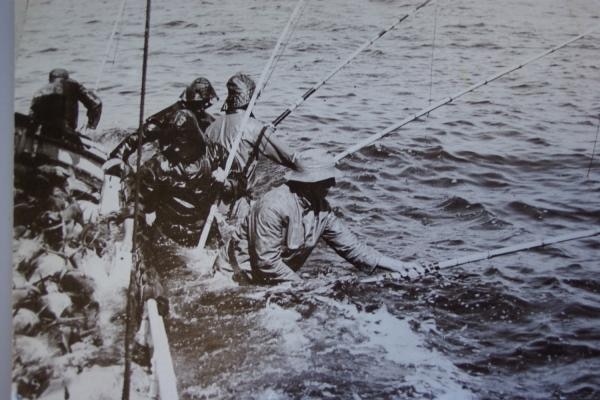 Four men stand in tuna wracks on the Tacoma, submerged in water, poling tuna.