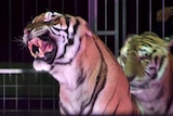 A tiger in a cage roars and shows its teeth, with another tiger in the background.