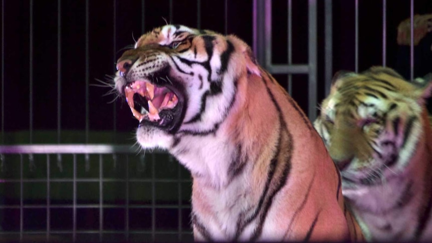 A tiger in a cage roars and shows its teeth, with another tiger in the background.