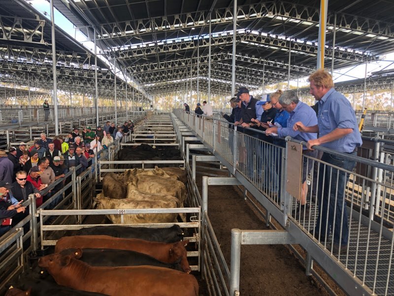 Private Livestock Saleyards Overtake Public With New High-tech ...