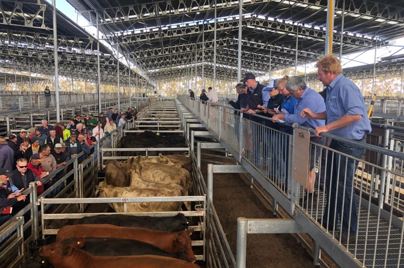 Cattle go to auction at new private saleyards at Mortlake, Victoria.
