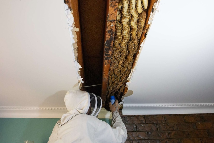 Beekeeper Paul Wood vacuums up bees at a Carseldine property.