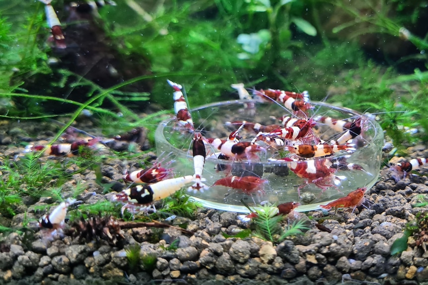 Colony of burgundy dwarf shrimp 