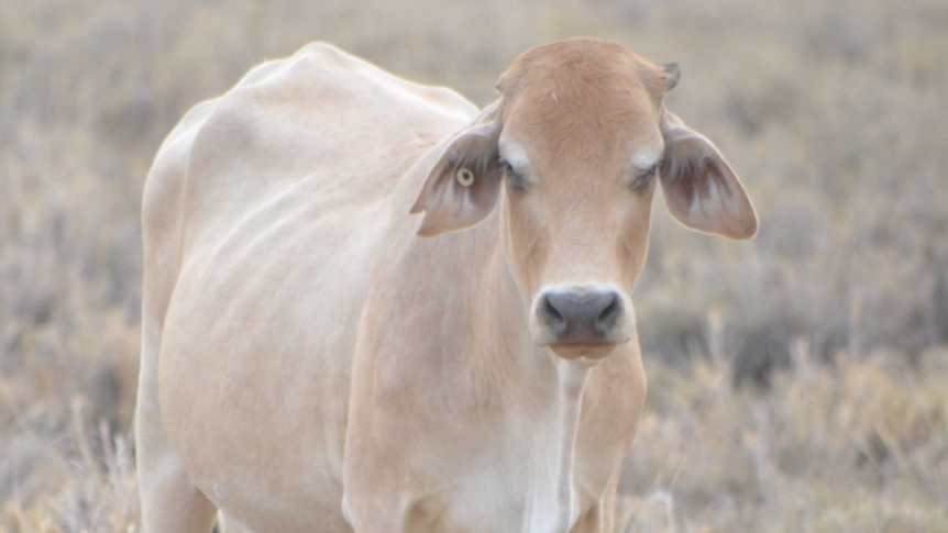 Drought declared across much of Qld