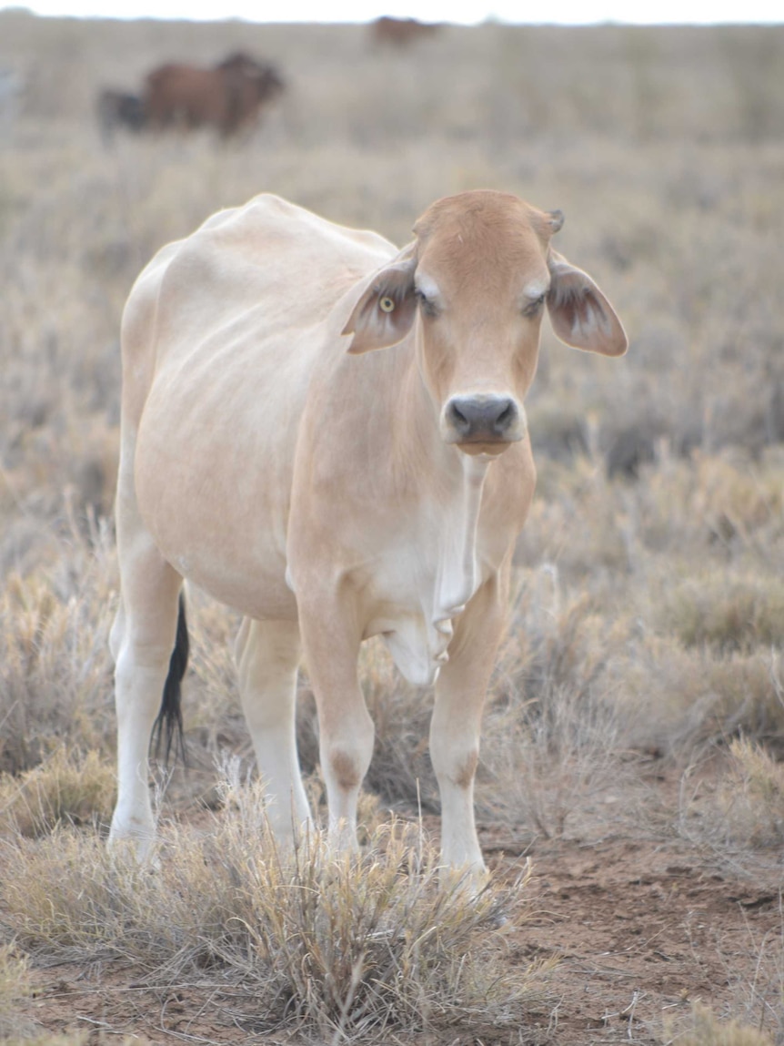 Drought declared across much of Qld