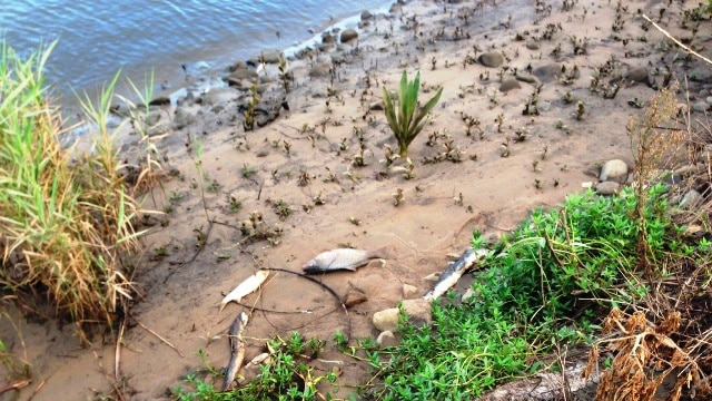 Dead fish washed up on the edge of the Hunter River at Raymond Terrace.