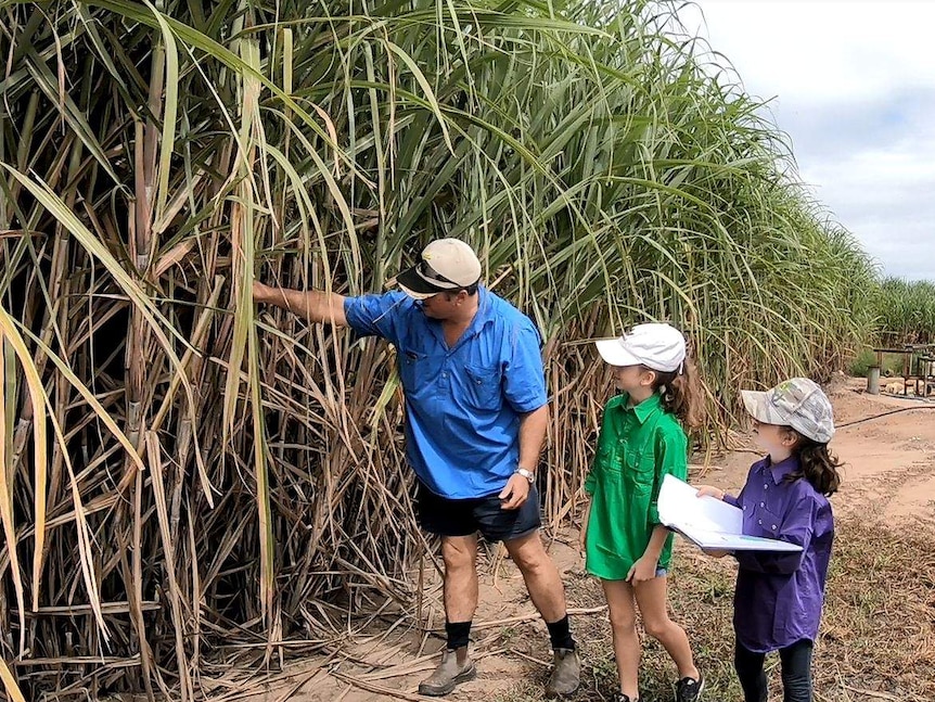 Frank Mugica and his daughters inspecting tall sugar cane stalks.