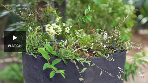 A large pot filled with native bush tucker plants. Has Video.