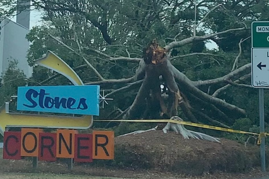 Fig tree ripped at root, toppled over. In foreground is a sign for Stones Corner.