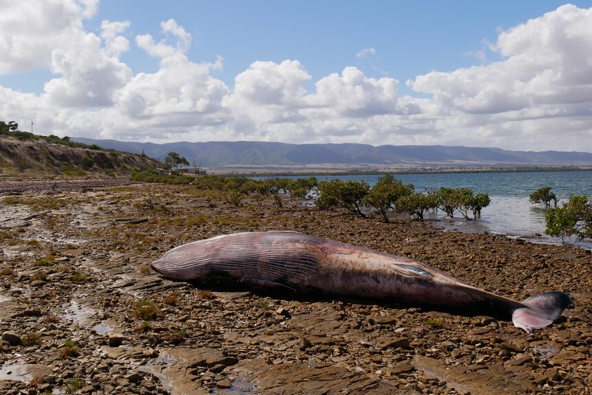 The dead whale lying on the shore of Weeroona Island with the Flinders Ranges in the back drop