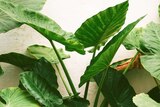 Cunjevoi (Alocasia brisbanensis) is a native Australian indoor plant
