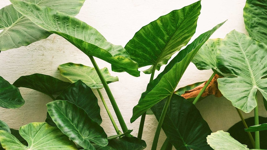 Cunjevoi (Alocasia brisbanensis) is a native Australian indoor plant