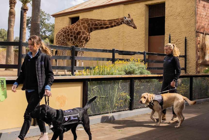 Two women walk with assistance dogs past an enclosure with a giraffe