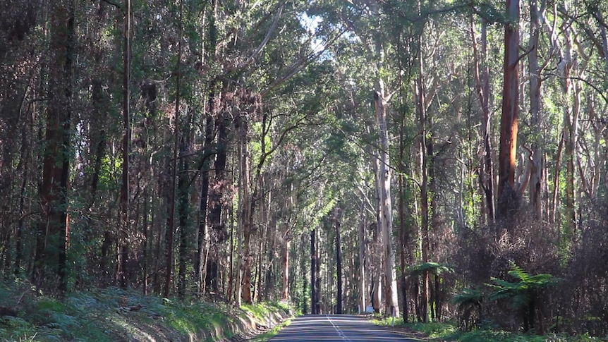 A strip of the road shows clearly the rejuvenating trees.