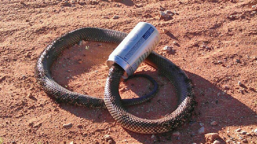 No cheer for the mulga snake