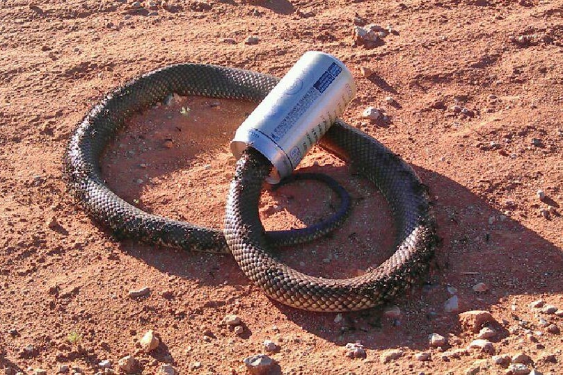 No cheer for the mulga snake