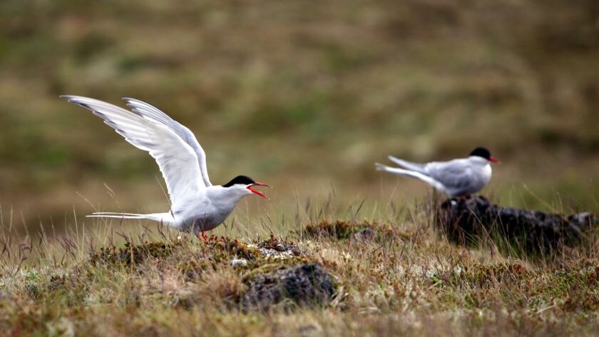 Arctic terns set migration record