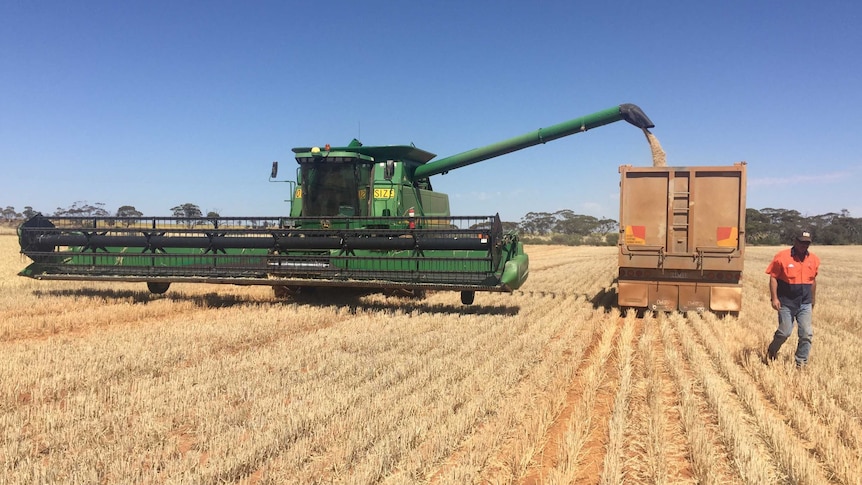 Grain growers in Victoria's north-west say crops are in good shape