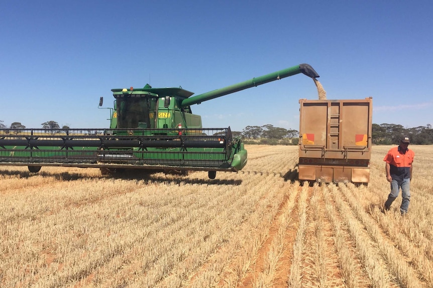 Grain growers in Victoria's north-west say crops are in good shape