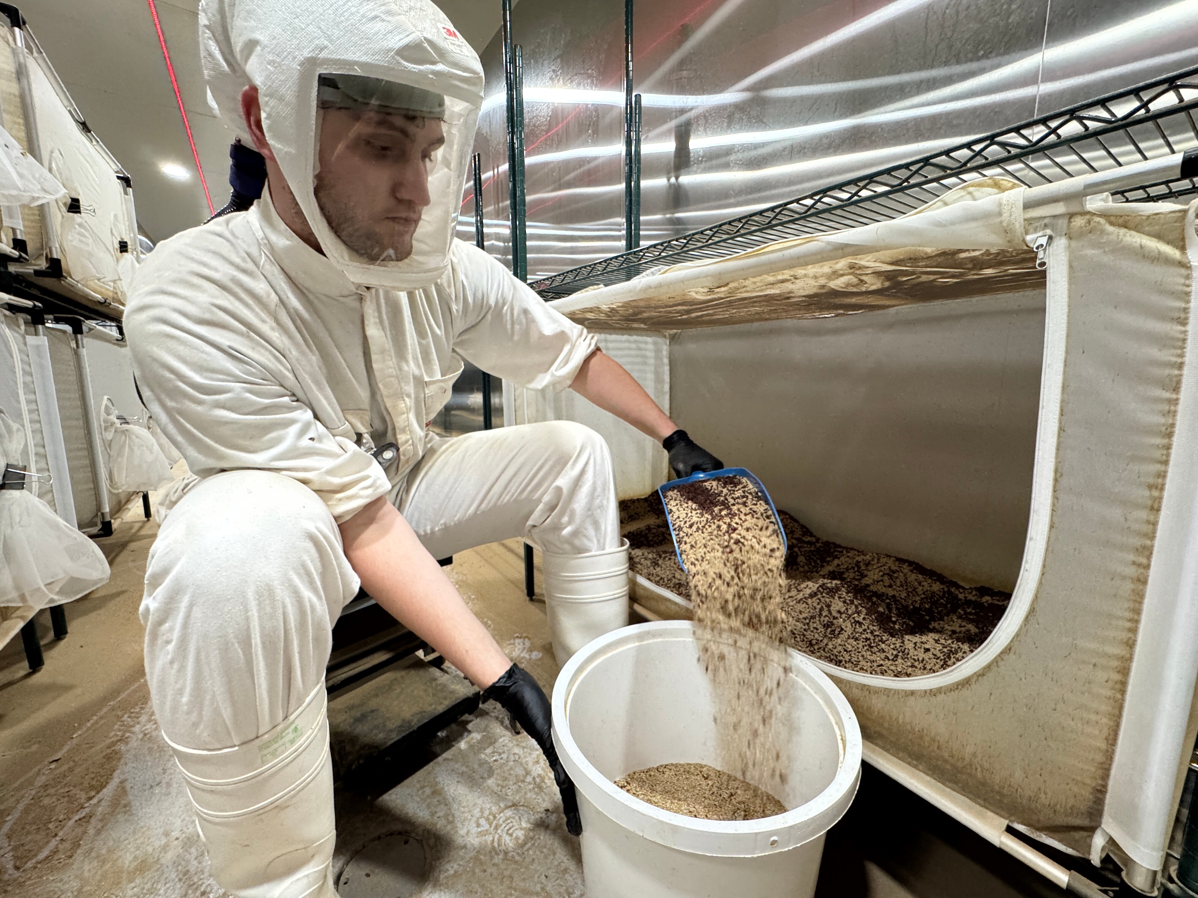 Una persona con ropa protectora vierte pupas de insectos en un cubo grande.