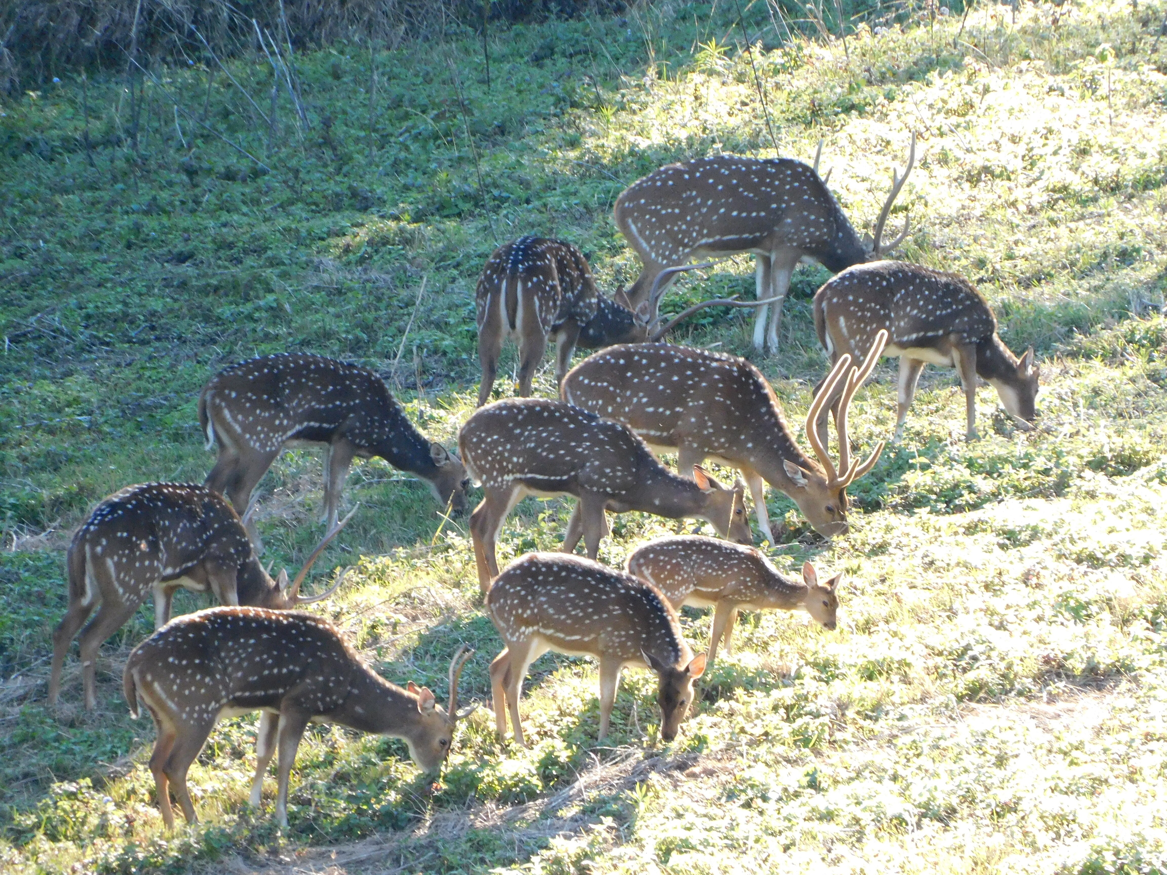Ten deer with white spots graze on a grassy hill