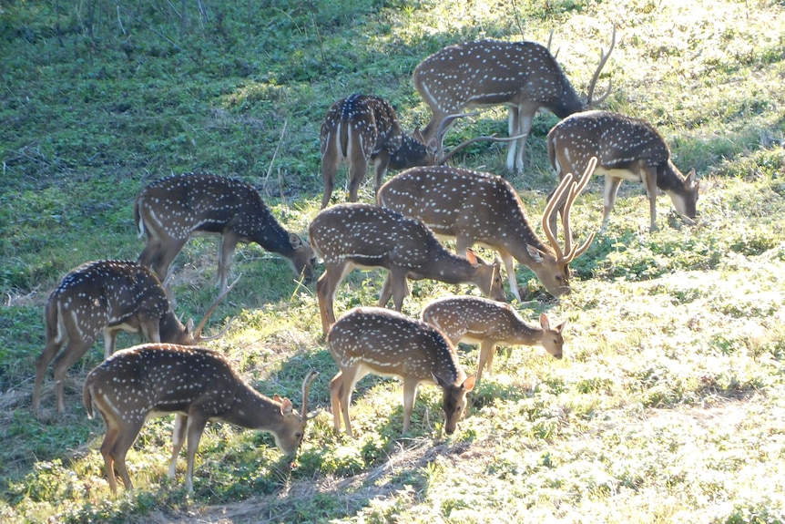 Ten deer with white spots graze on a grassy hill