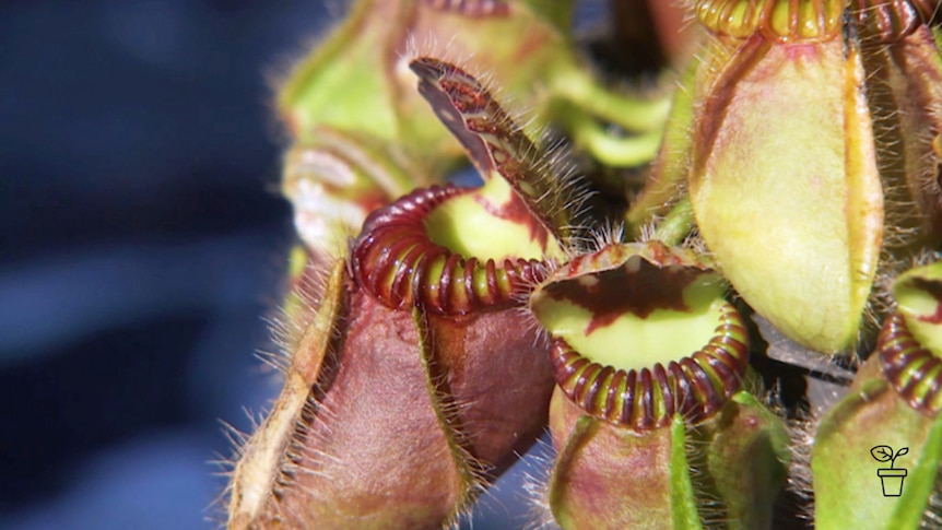 Close up detail of carnivorous plant with 'lid' open