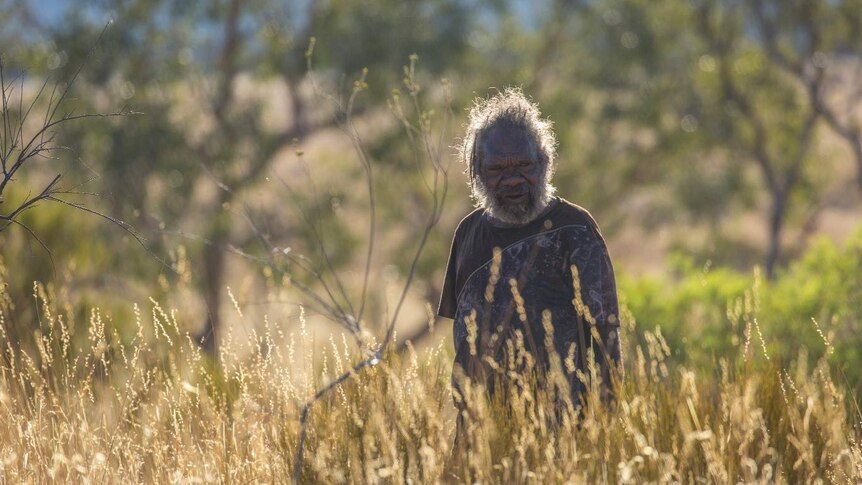 An old Indigenous man looks out across a swathe of spinifex.