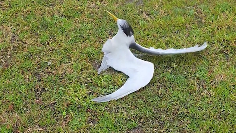 A bird flapping on the ground.