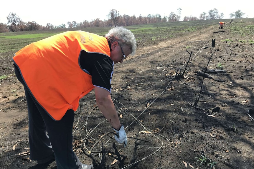 Bev Murphy bends over the barbed wire she is removing from the burnt fence line.