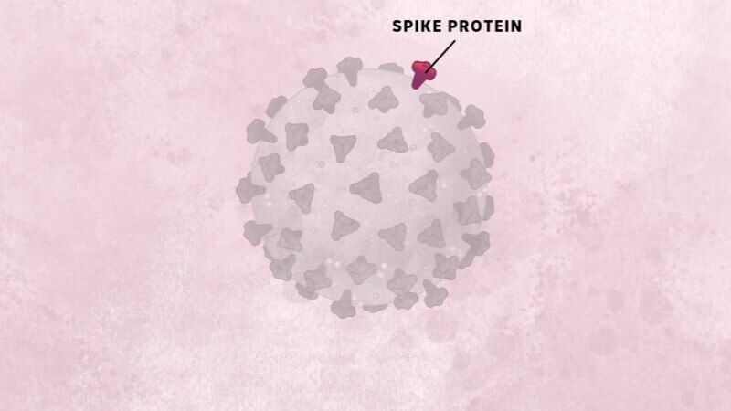 A faded image of a coronavirus ball with the red spike protein highlighted.