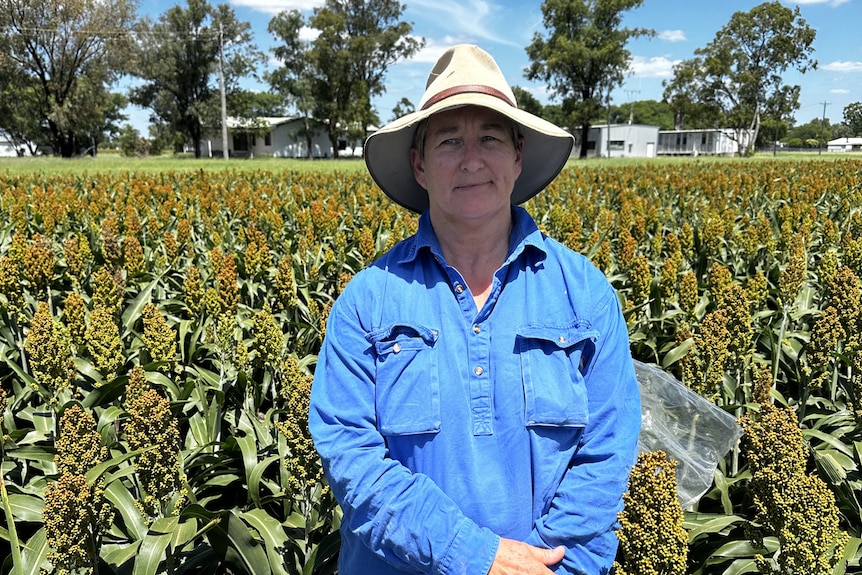 A woman with a blue shirt and hat stands in a green sorghum crop