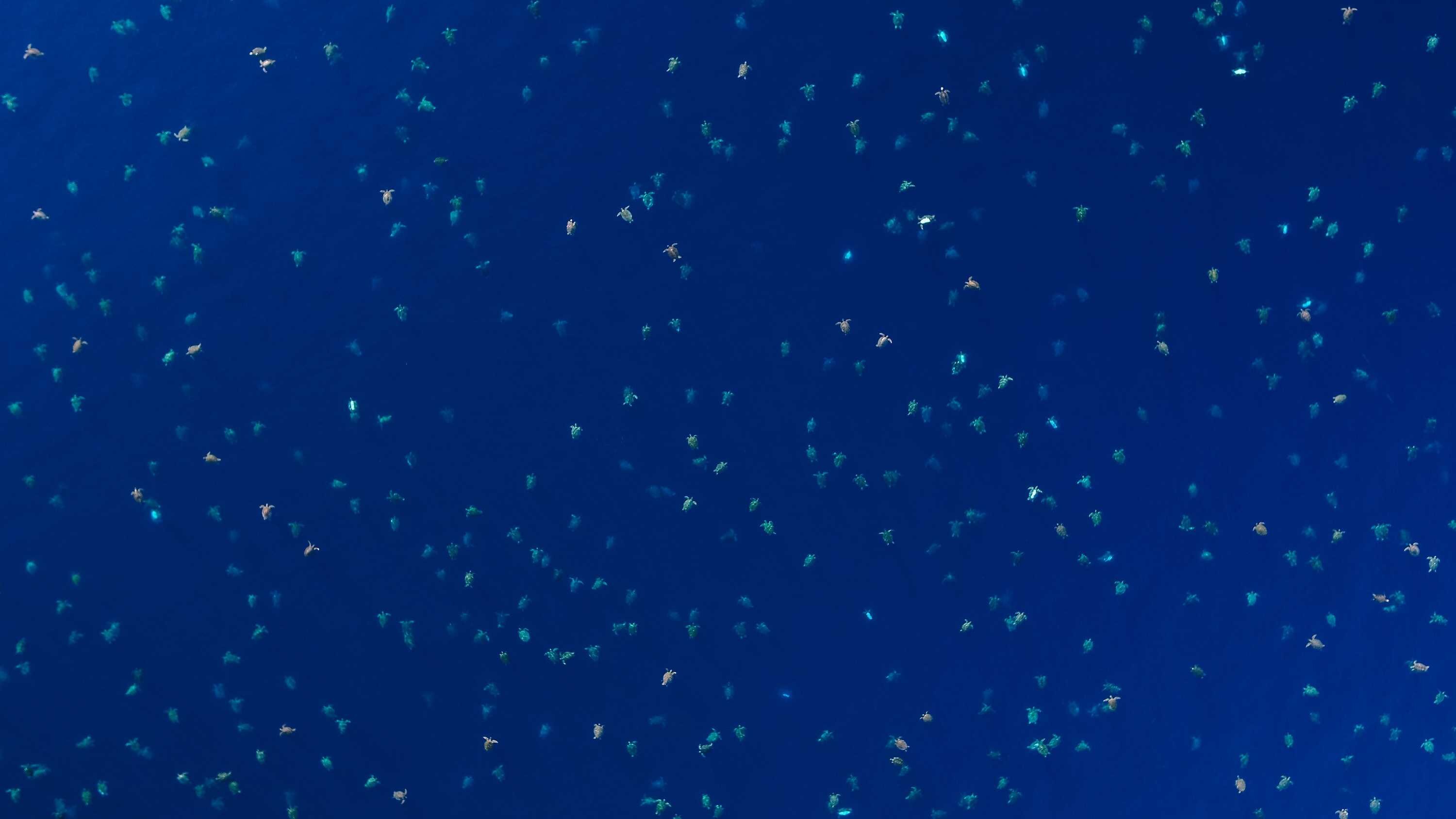 Green turtle rookery on Raine Island brought back from brink, but