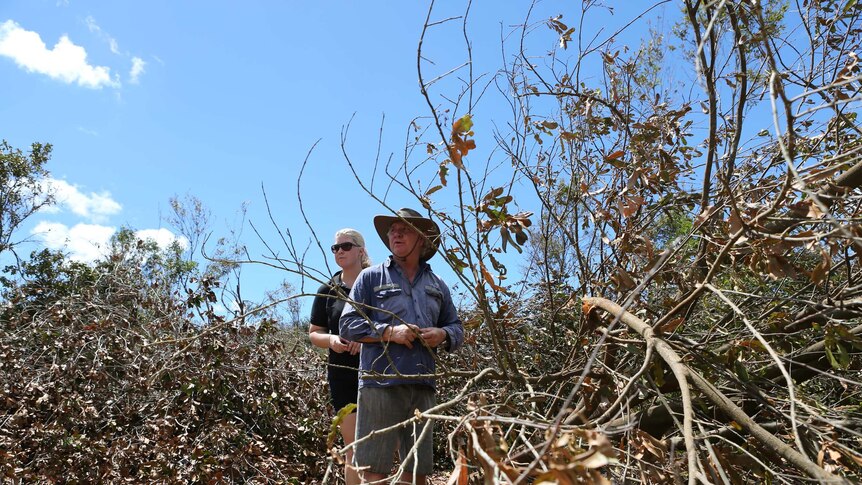 Errol Vass and daughter Sandy walking their macadamia orchard damaged by Cyclone Marcia