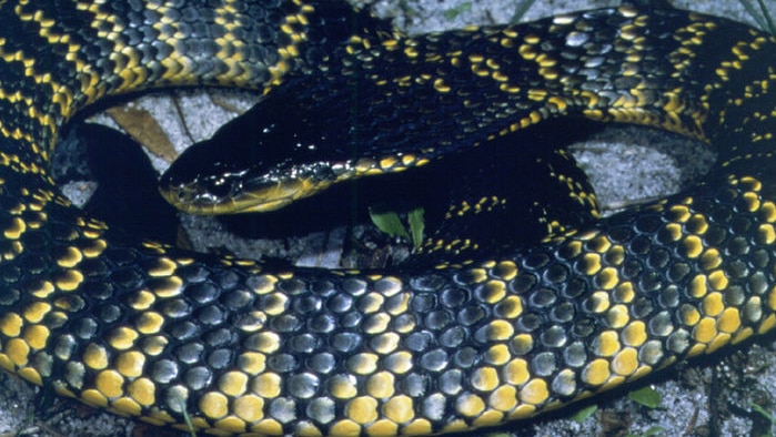 A close up photo of a tiger snake curled up.