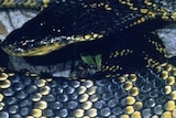 A close up photo of a tiger snake curled up.