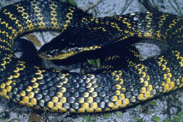 Perth woman suffers delayed reaction to tiger snake bite