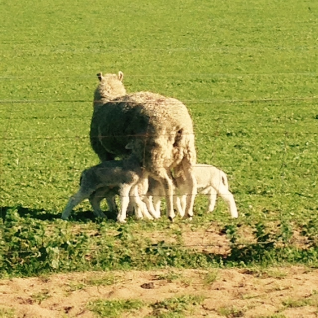 Lambs feed from their mother.