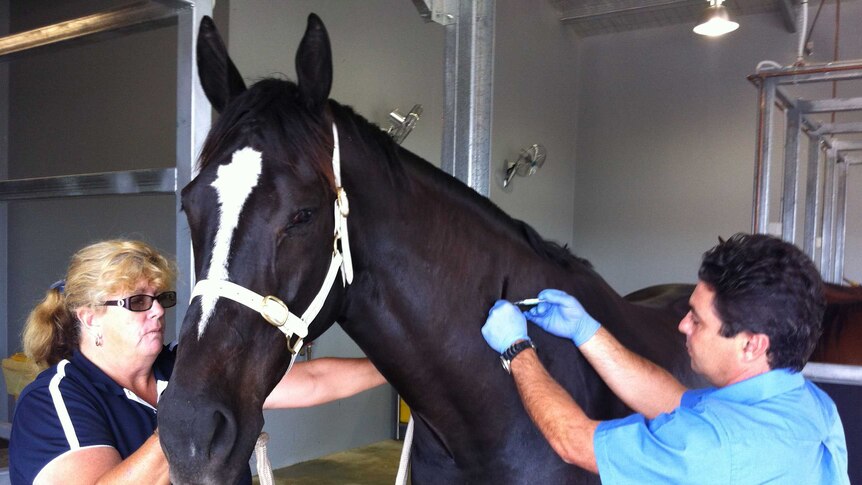 Vets want NT horses vaccinated against Hendra virus