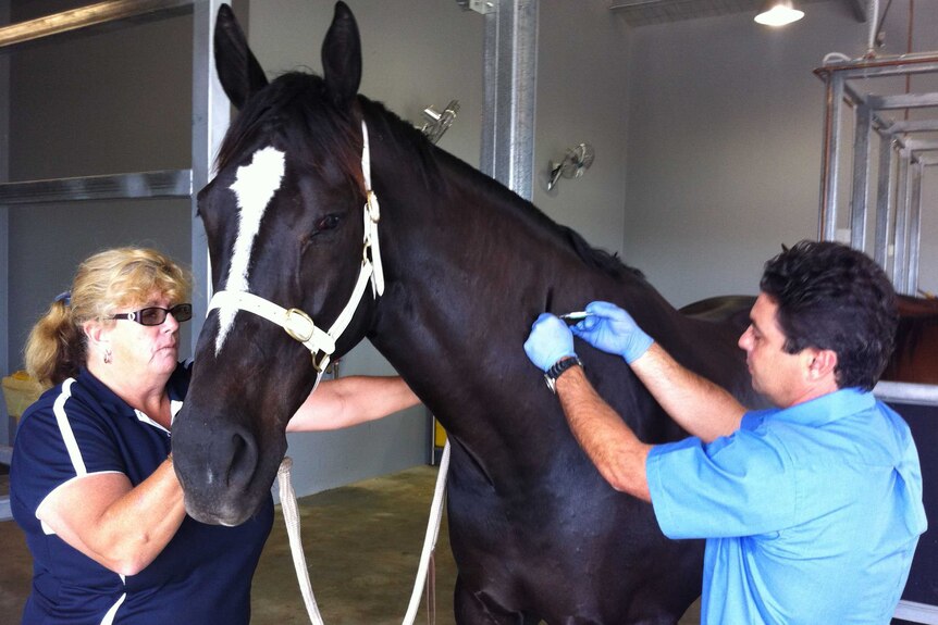 Equine vet Dr Nathan Anthony injects the first horse outside clinical trials with the Hendra virus vaccine.