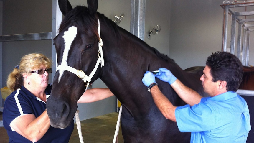 Horse being injected with the Hendra virus vaccine
