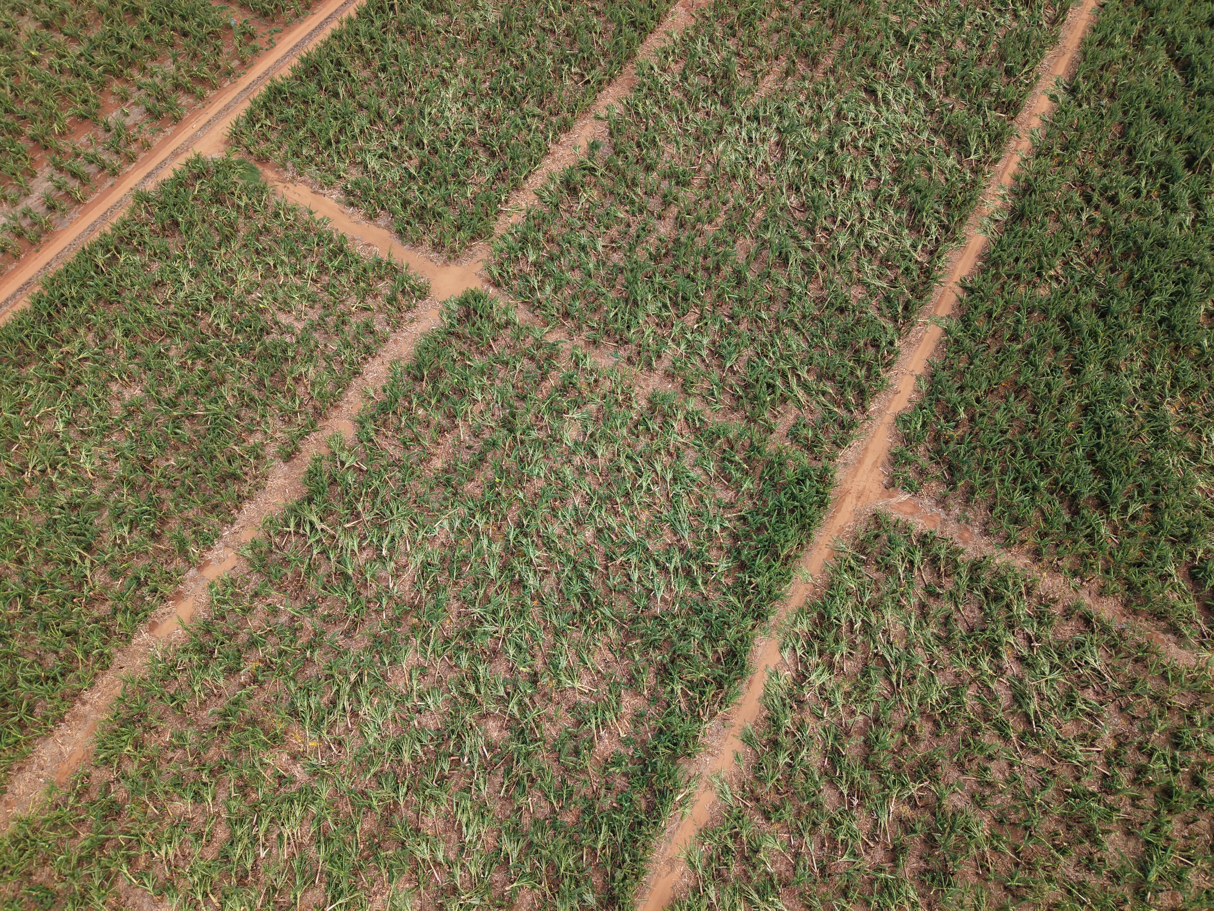 An aerial shot of a banana plantation