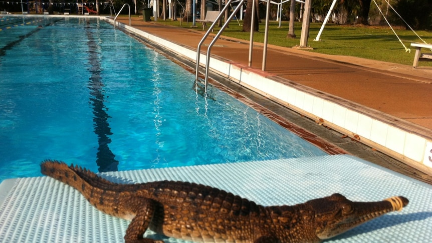 Croc in public pool stirs early morning swimmers.