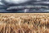 A photograph of a large lightning storm over a wheat field with lightning stiking down in the distance.